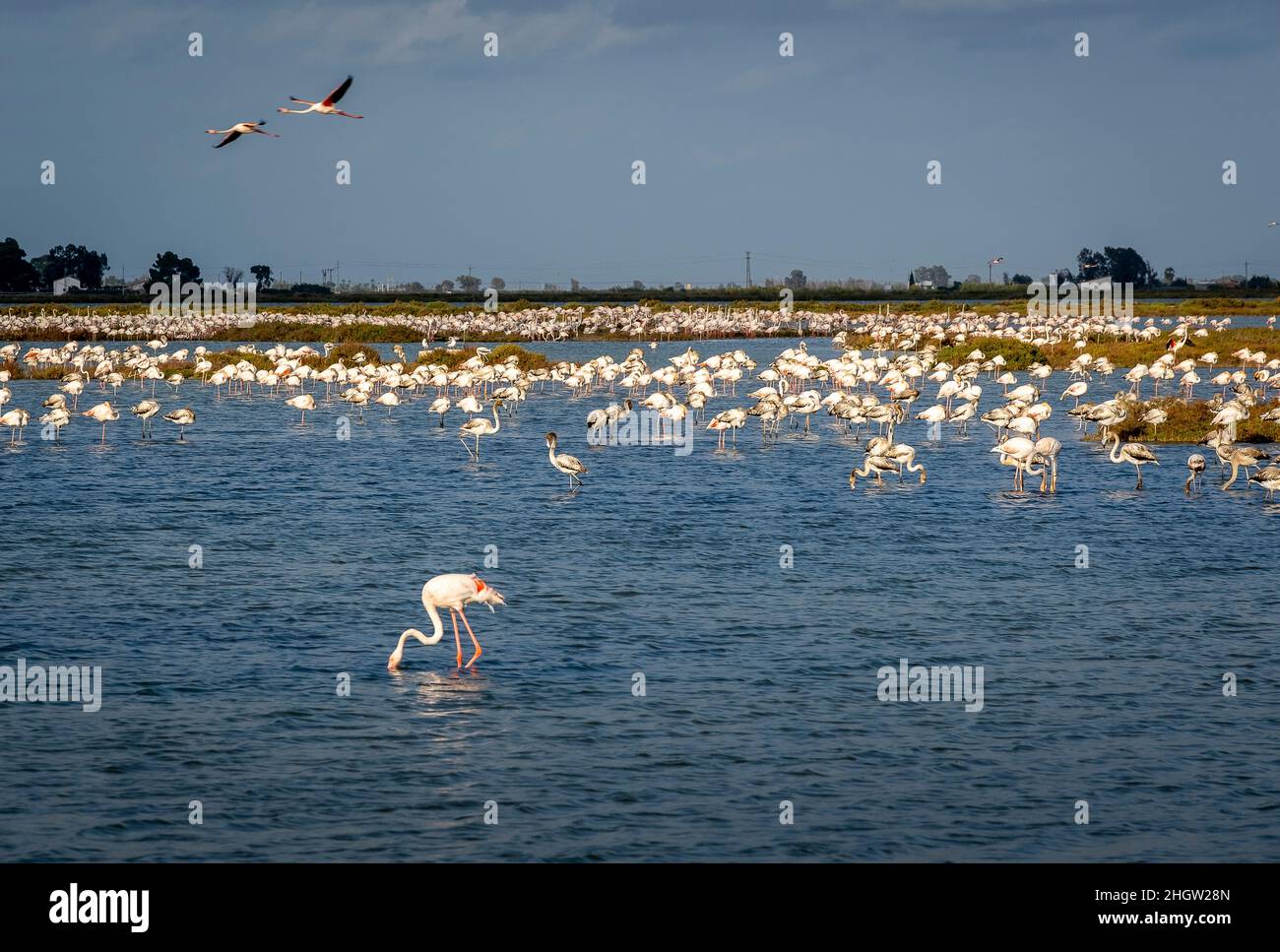 Flamangos (Phoenicopterus ruber) dans la lagune de la Tancada, Parc naturel du Delta de l'Ebre, Tarragone, Delta de SpainEbro, Parc naturel, Tarragone,Espagne Banque D'Images