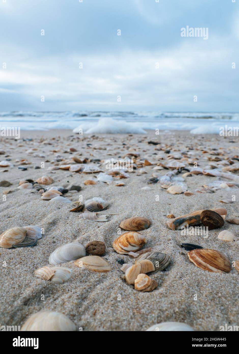 Gros plan de différentes coques de mer lavées sur terre à une plage sur l'île de Sylt, Allemagne Banque D'Images