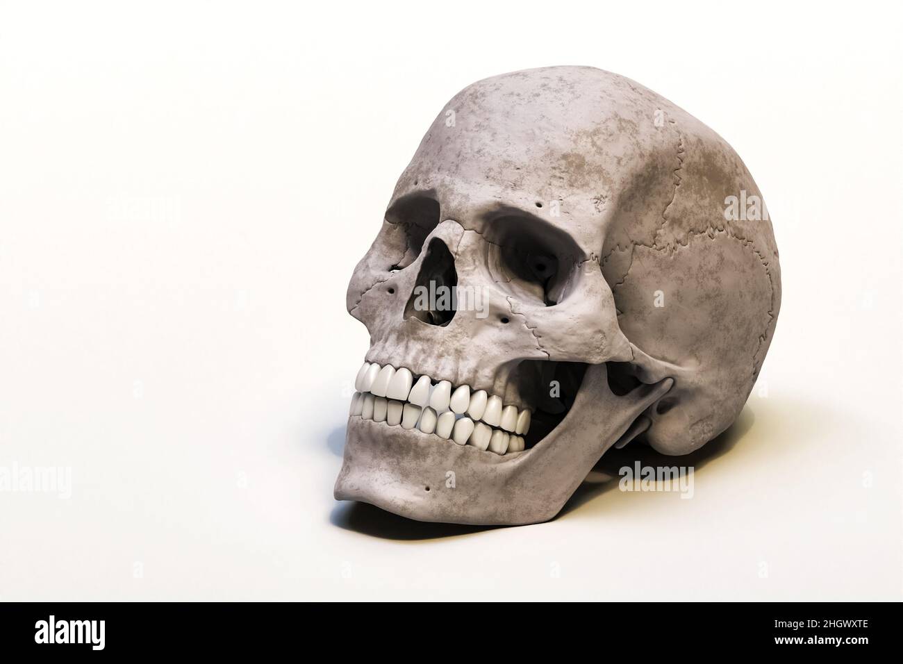 Crâne humain de précision anatomique isolé sur fond blanc avec illustration de rendu de l'espace de copie 3D.Anatomie, médecine, biologie, concept scientifique. Banque D'Images