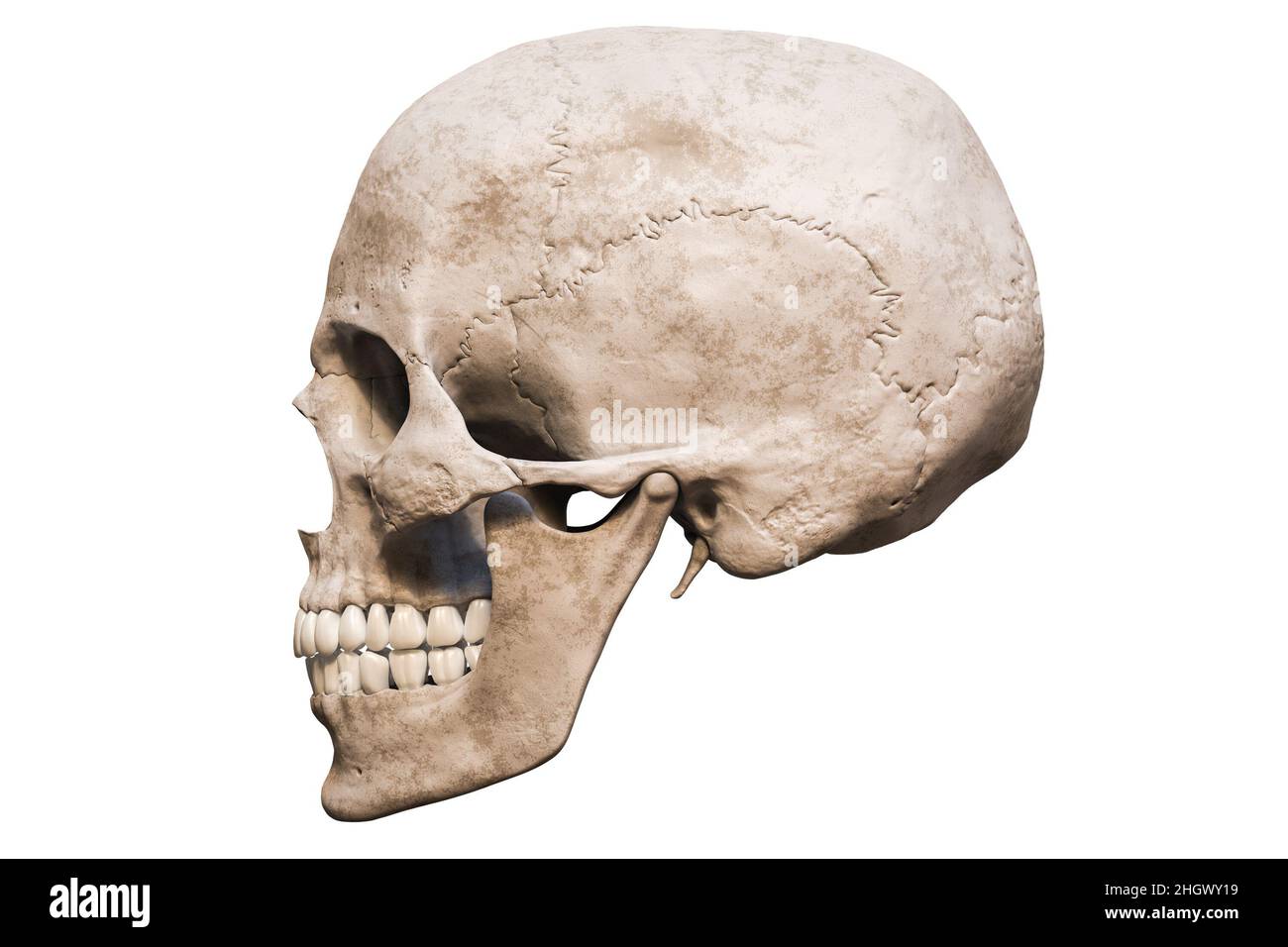 Vue latérale ou de profil anatomique précise du crâne mâle Homo sapiens isolée sur fond blanc avec illustration de rendu de l'espace de copie 3D.Homme an Banque D'Images