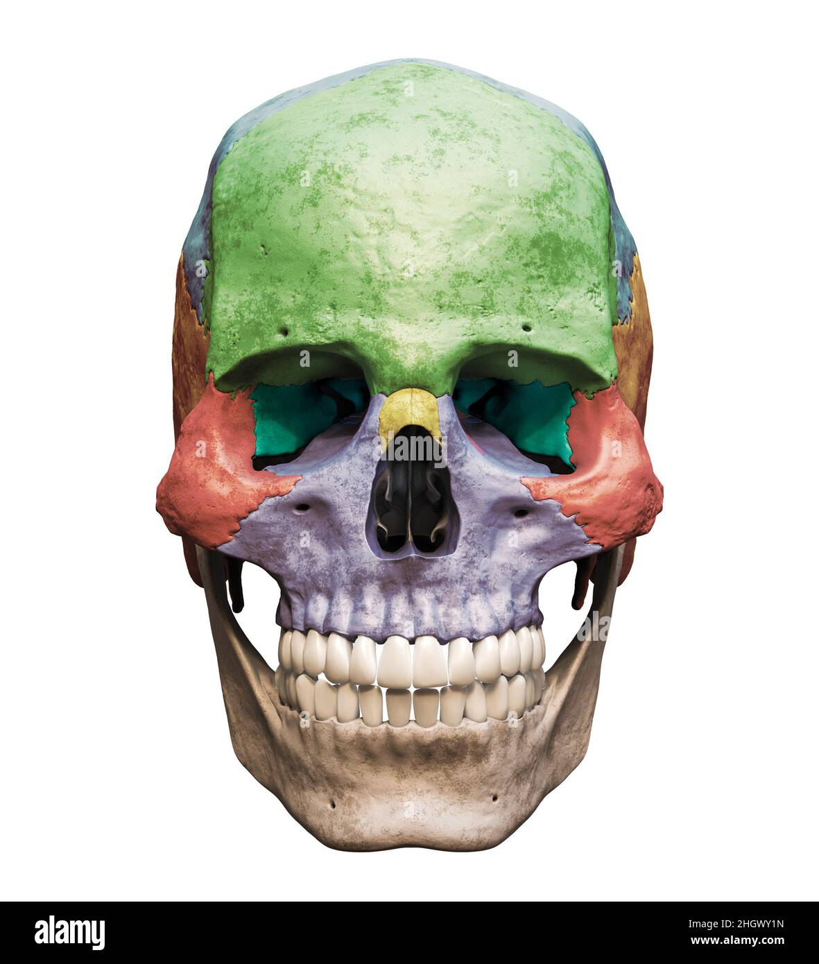 Crâne humain de sexe masculin d'une précision anatomique avec os colorés vue antérieure ou avant isolée sur fond blanc avec rendu illustrat de l'espace de copie 3D Banque D'Images