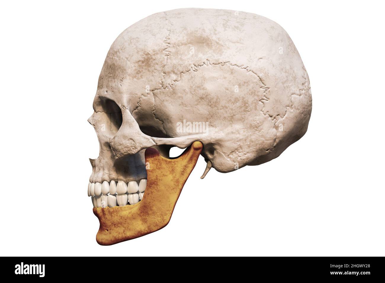 Crâne humain de sexe masculin d'une précision anatomique avec vue latérale ou profil de mâchoire ou de mâchoire en couleur, isolée sur fond blanc avec espace de copie 3D ren Banque D'Images