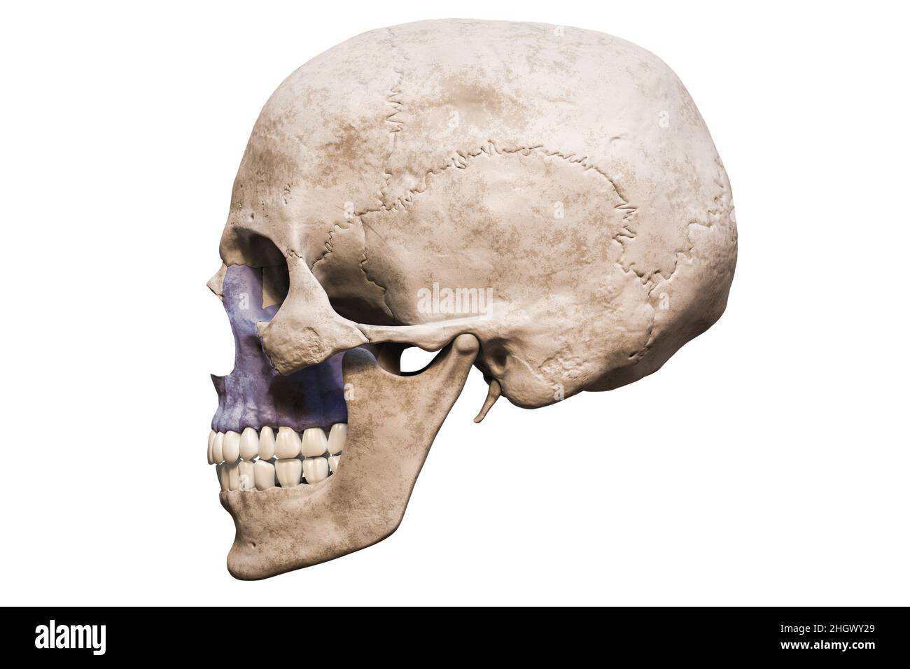Crâne humain mâle d'une précision anatomique avec vue latérale ou profil d'os maxillaire colorisée isolée sur fond blanc avec rendu i de l'espace de copie 3D Banque D'Images