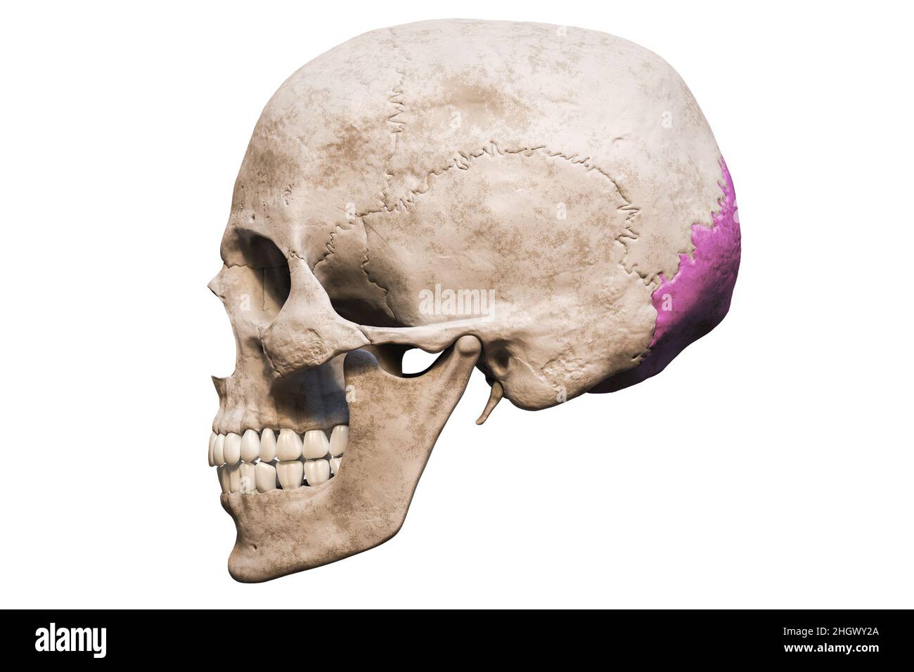 Crâne humain mâle de précision anatomique avec vue latérale d'os occipital colorée ou vue de profil isolée sur fond blanc avec rendu de l'espace de copie 3D Banque D'Images