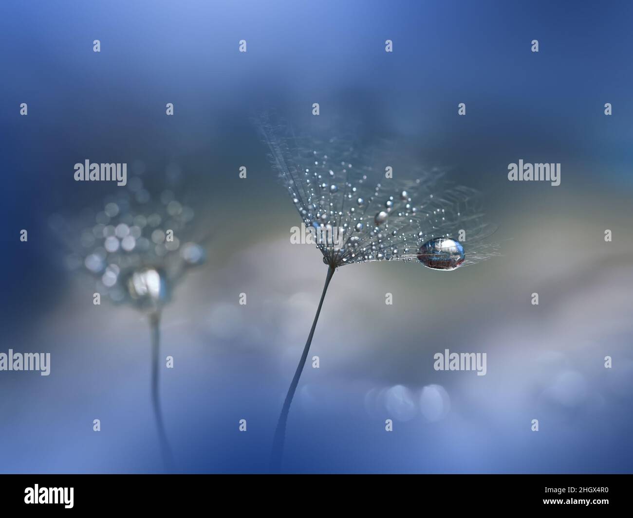 Magnifique nature arrière-plan.Floral Art Design.Abstract Macro Photography.pastel Flower.Dandelion Flowers.Blue Background.Creative Art Wallpaper. Banque D'Images