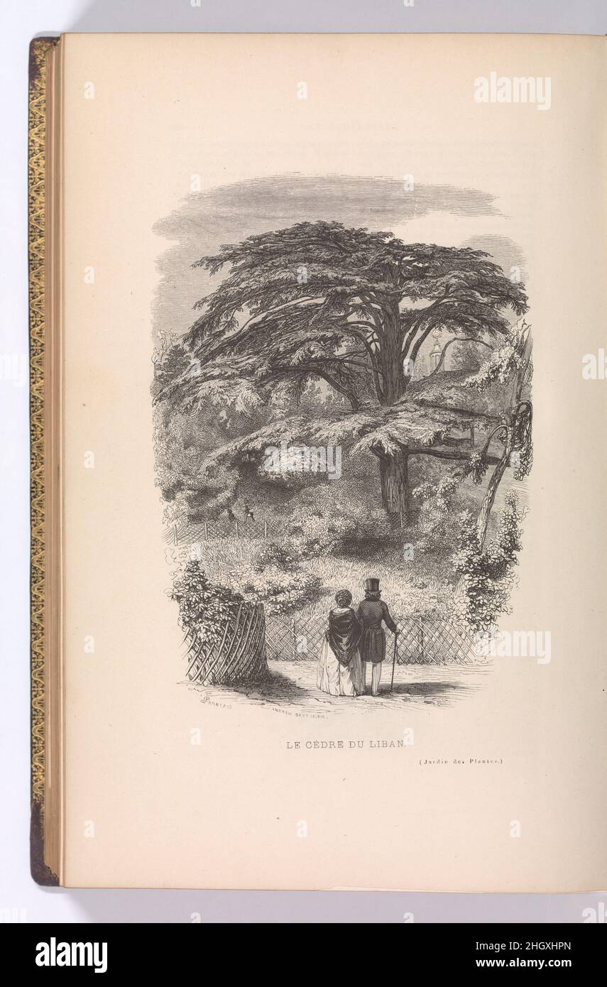 Le jardin des plantes, descriptions et moteurs des Mammifères 1842 François Boitard Français.Le jardin des plantes, descriptions et moteurs des Mammifères.1842. Gravure, gravure sur bois, lithographie et aquarelle.J.-J.Livres Dubochet & Ciie Banque D'Images