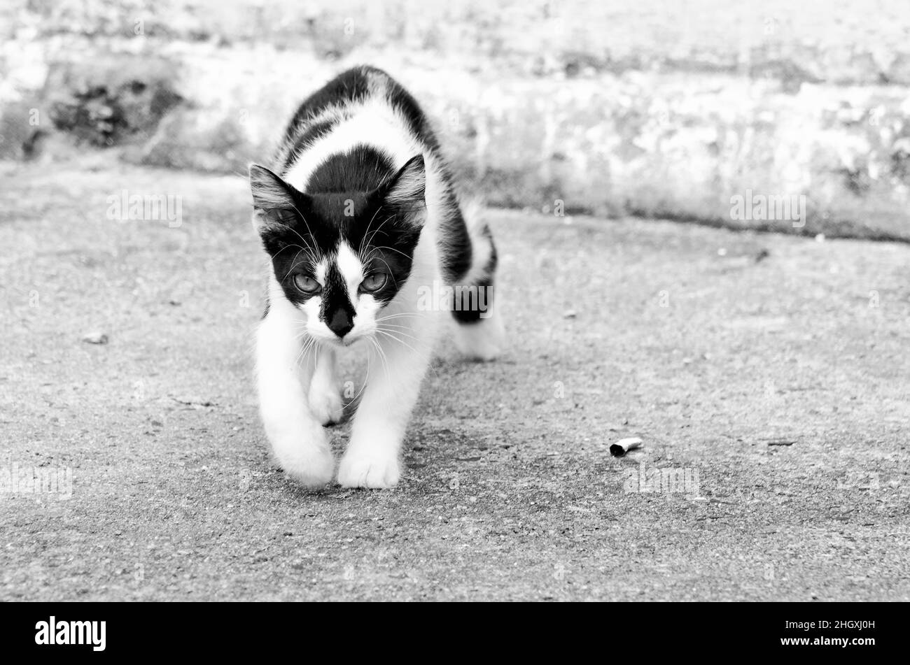 Image en noir et blanc d'un chat en mouvement Banque D'Images