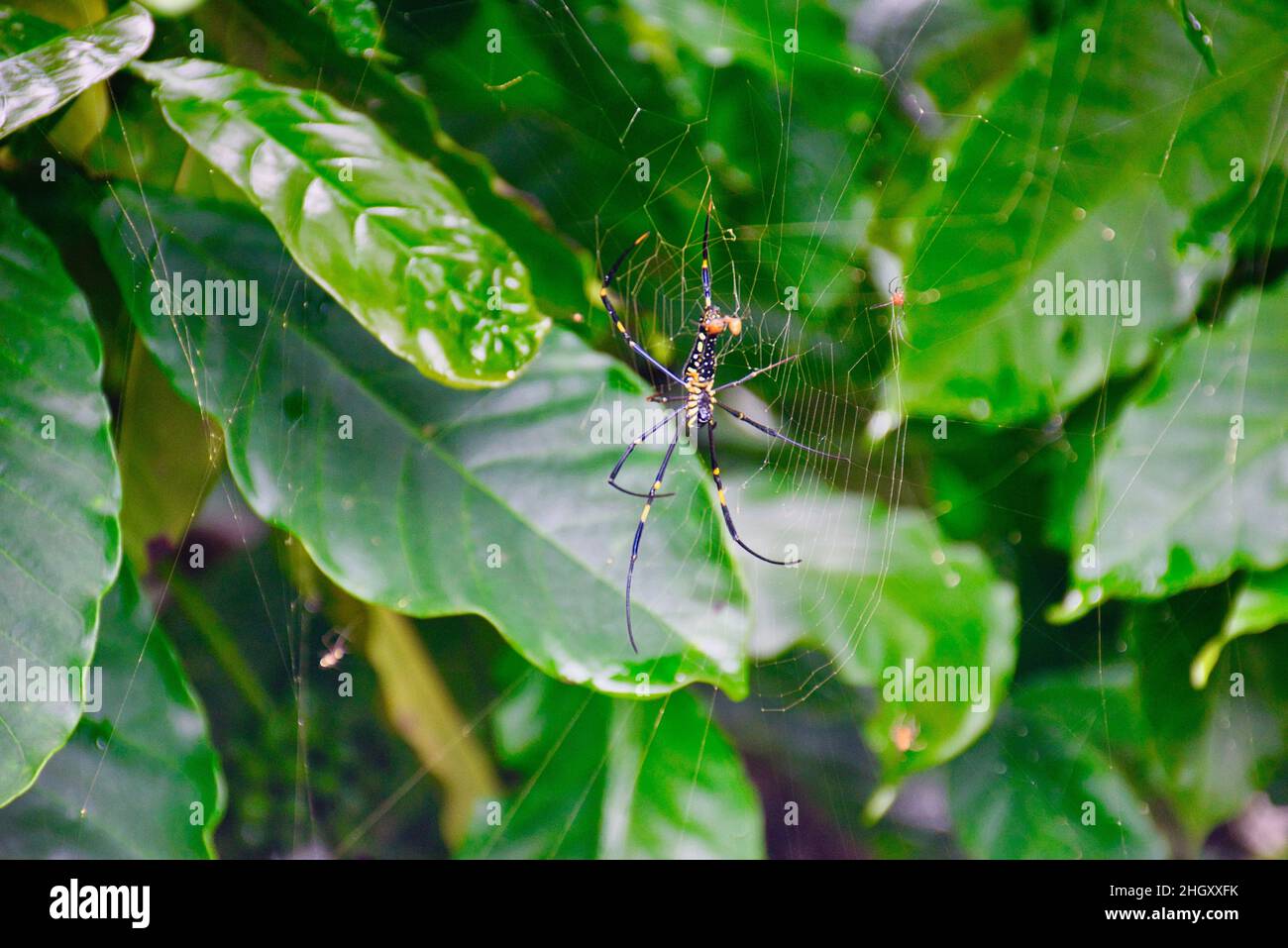 Araignée avec des feuilles vertes en arrière-plan Banque D'Images