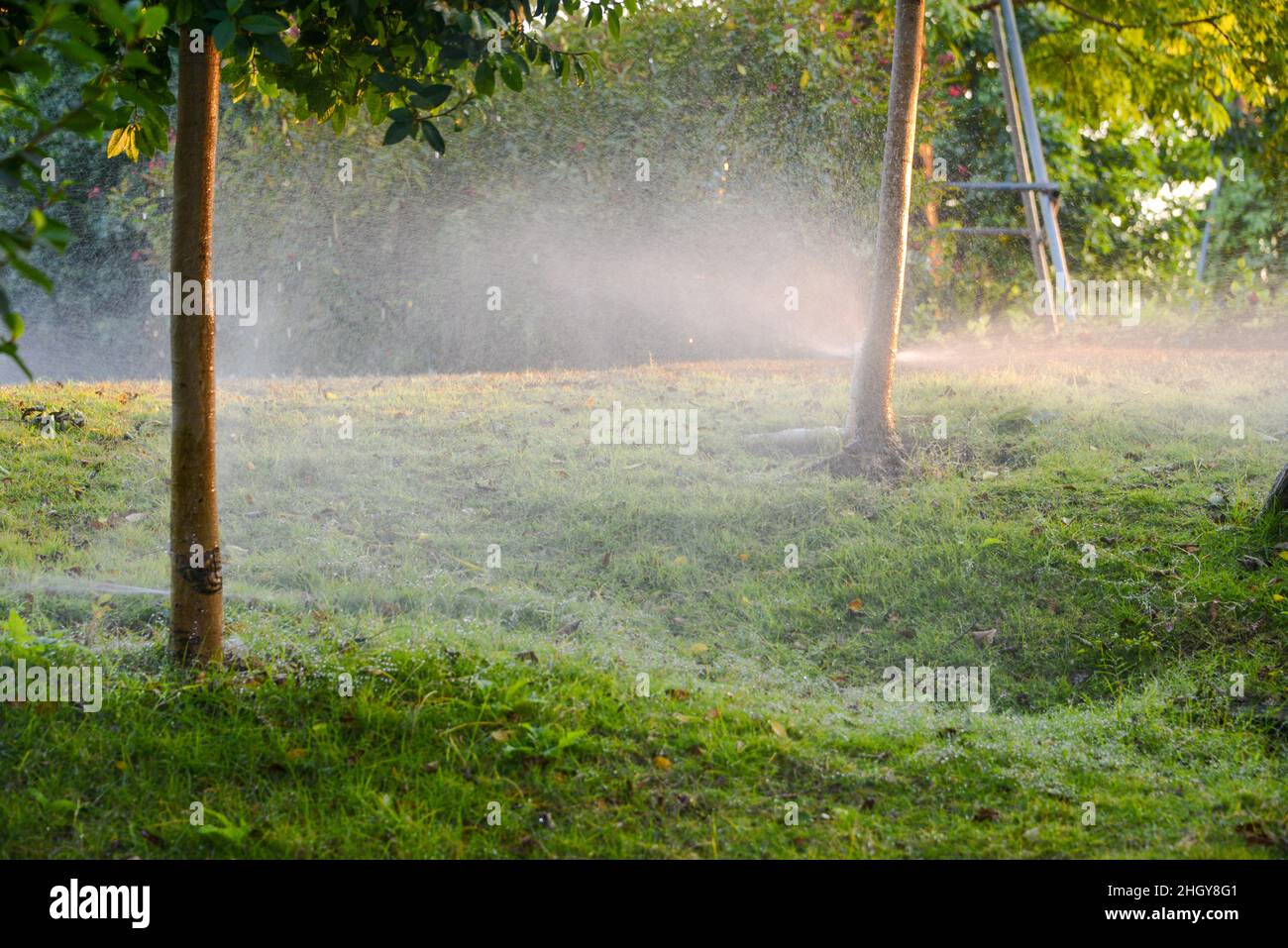 L'irrigation goutte à goutte est utilisée pour arroser les plantes agricoles. Banque D'Images