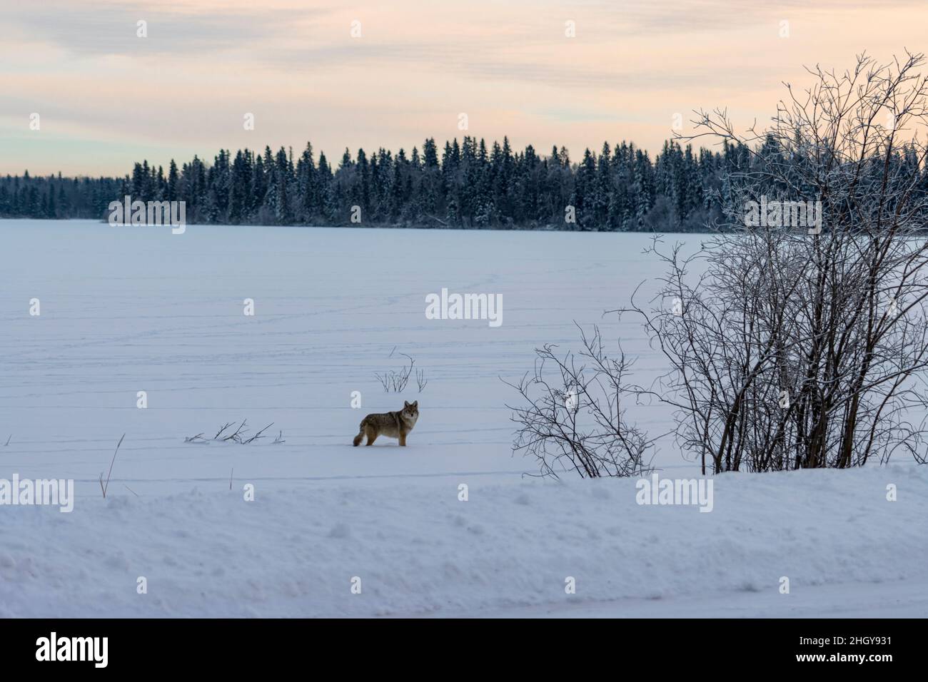 Loup debout sur un lac gelé en hiver avec une ligne d'arbre à distance Banque D'Images