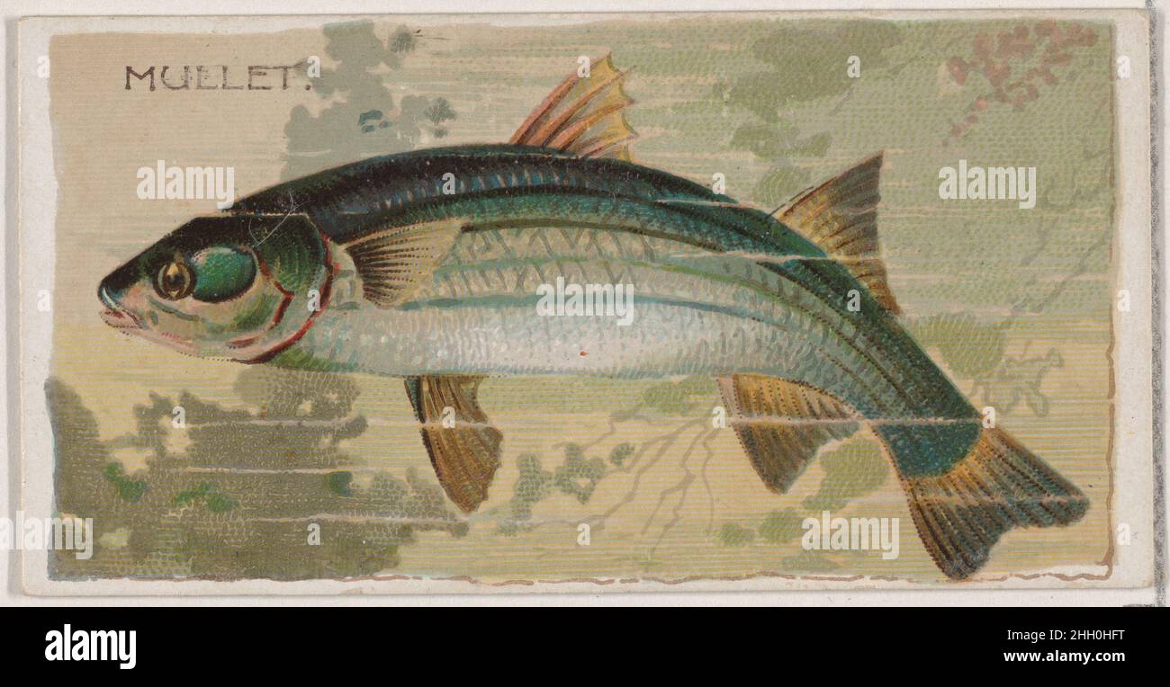 Mulet, de la série Fishers and Fish (N74) for Duke brand cigarettes 1888 Lithography by Knapp & Company American Trade cards from the Fishers and Fish Series (N74), émis dans un jeu de 50 cartes en 1888 pour promouvoir les cigarettes de marque W. Duke Sons & Co.Mulet, de la série Fishers and Fish (N74) pour les cigarettes de marque Duke.1888. Lithographie couleur commerciale.Publié par W. Duke, Sons & Co. (New York et Durham, N.C.) Banque D'Images