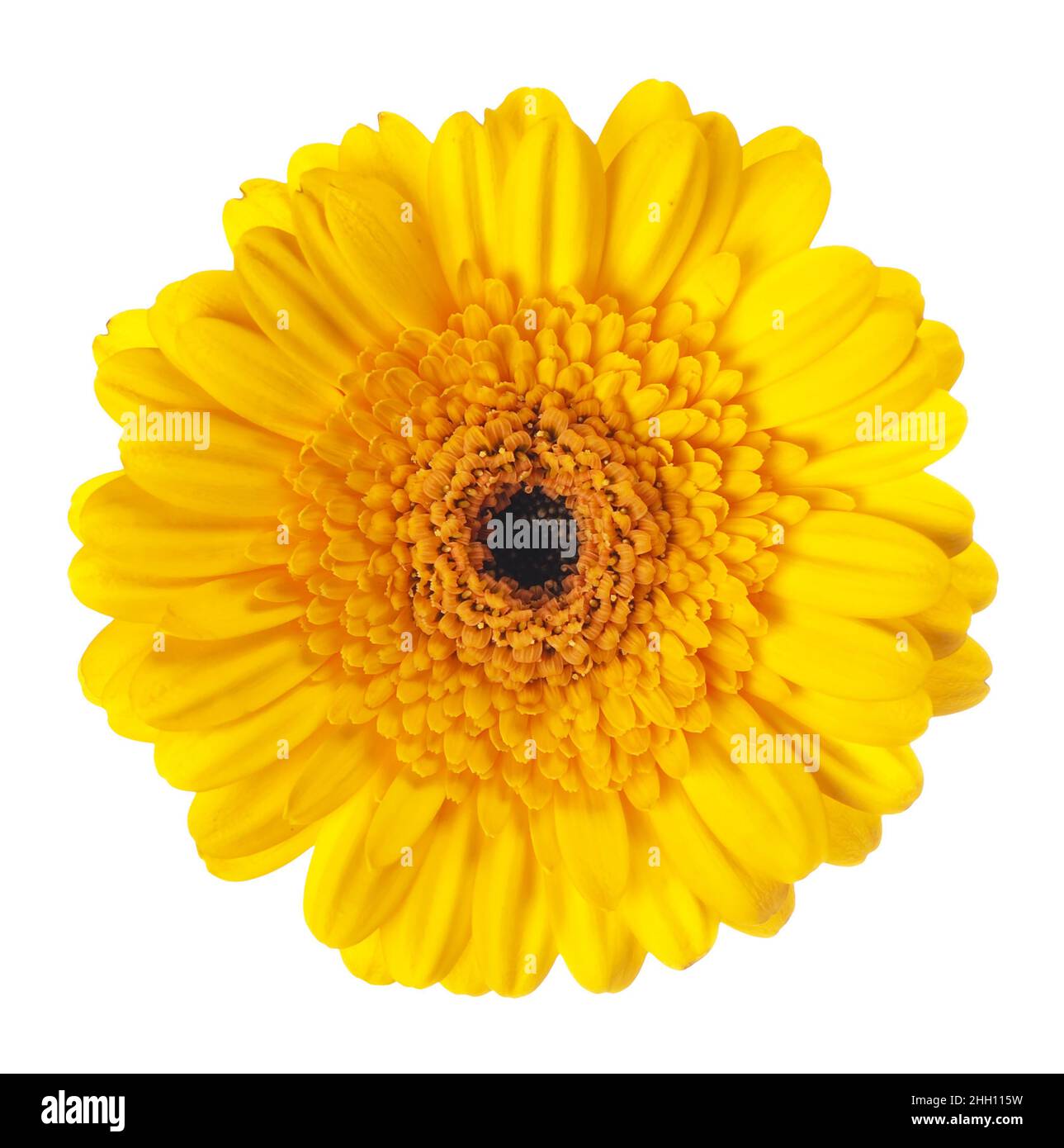 gerbera jaune sur fond blanc Banque D'Images