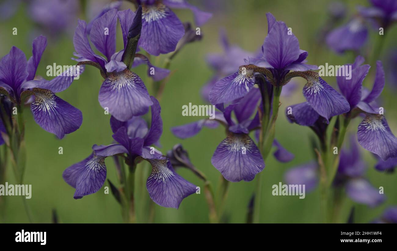 fleurs de l'iris violet dans un jardin de près, photo large Photo Stock -  Alamy