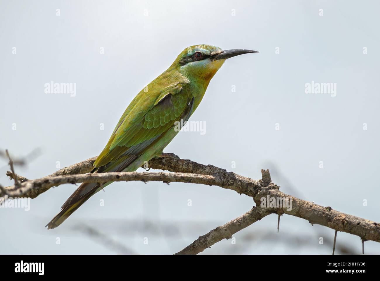 Mérope à chetée bleue - Merops persicus, magnifique oiseau de couleur provenant de buissons et de savanes africains, collines de Taita, Kenya. Banque D'Images