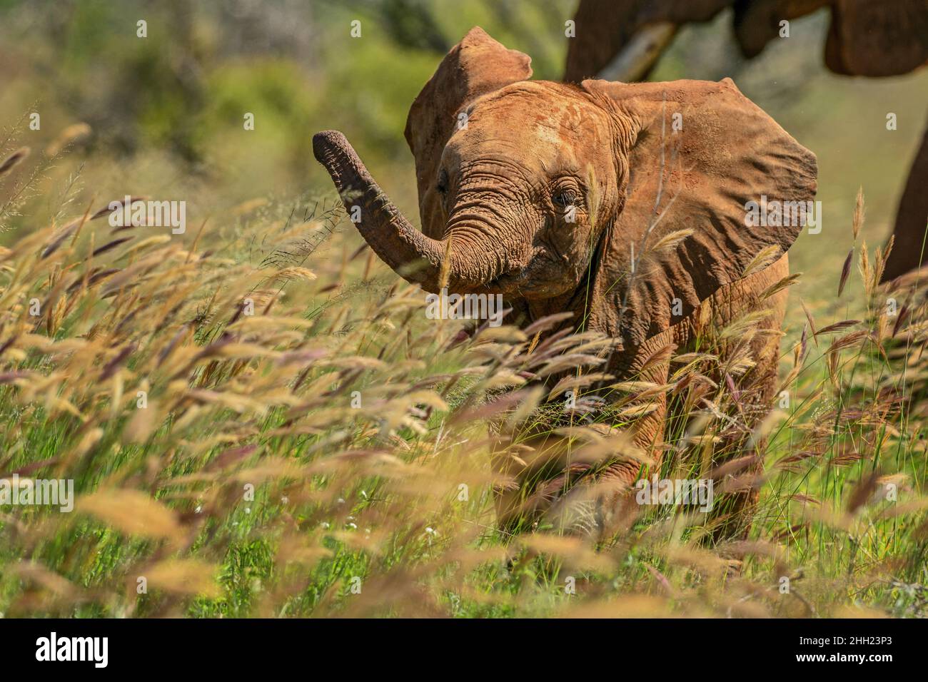 Éléphant de Bush africain - Loxodonta africana, membre emblématique des cinq grands Africains, Tsavo est, Kenya. Banque D'Images
