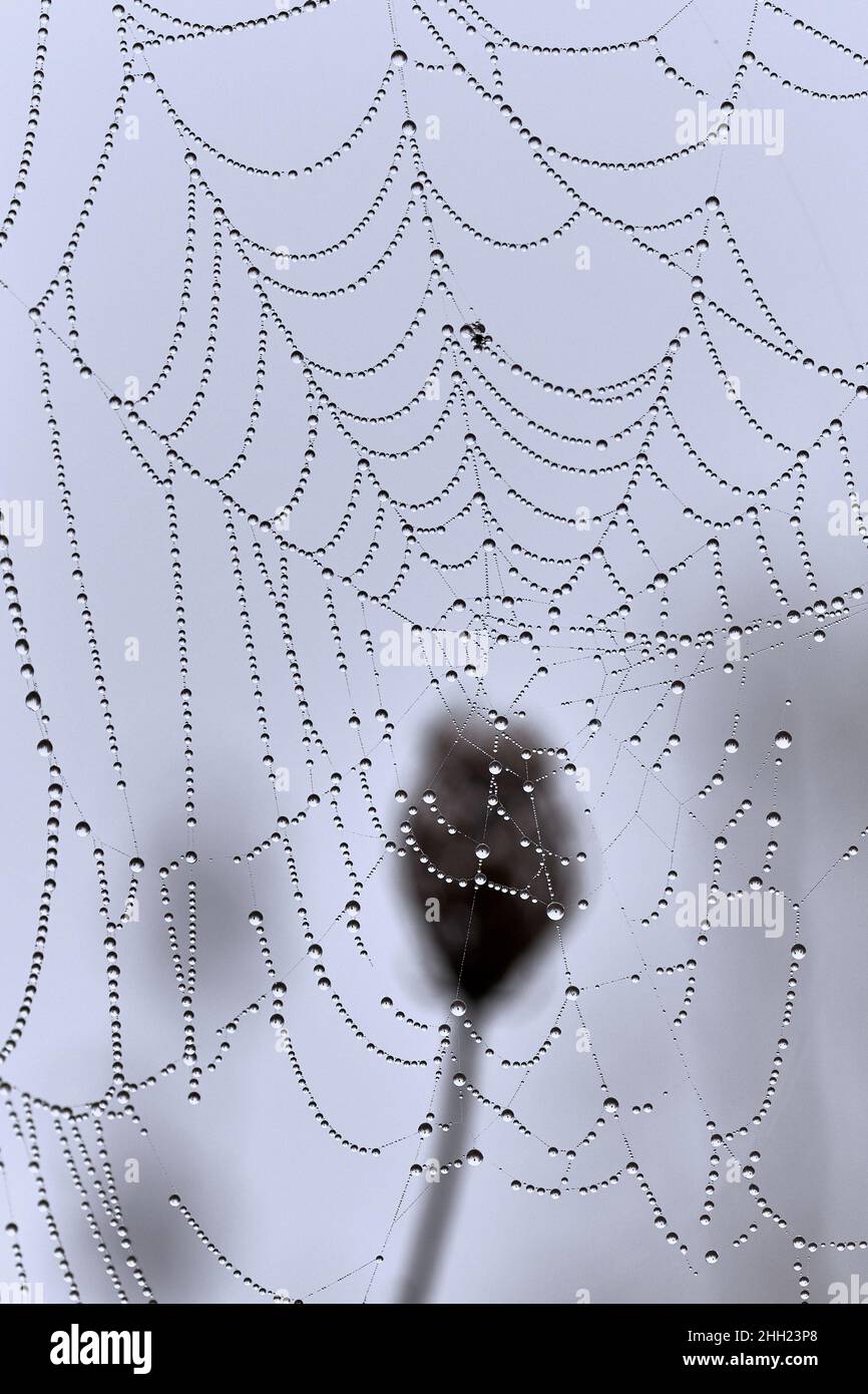 Toile d'araignée humide avec des cordes de gouttes de rosée sur un fond bleu doux. Banque D'Images
