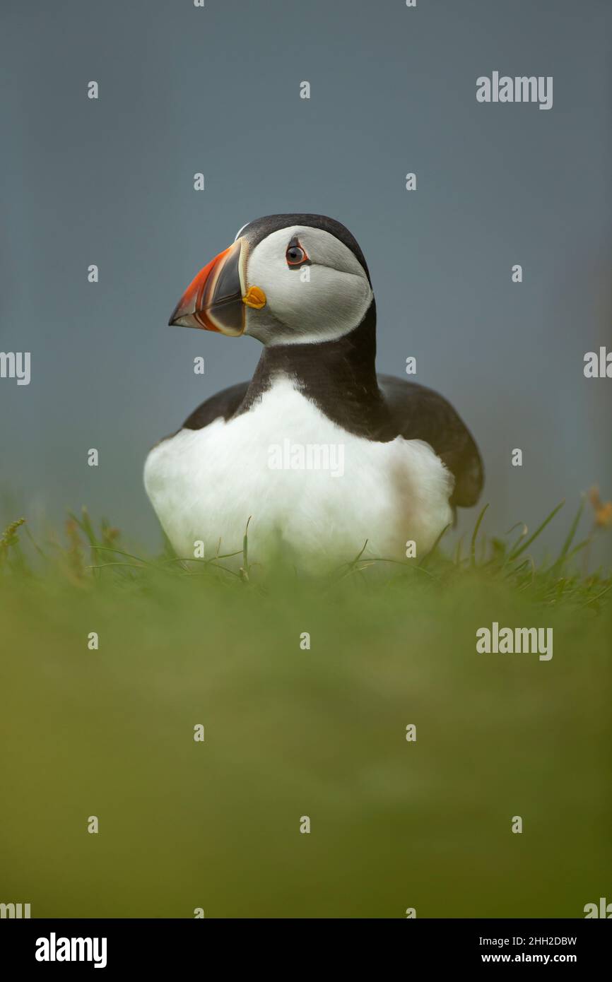 Puffin (Fratercula arctica) dans l'herbe Banque D'Images