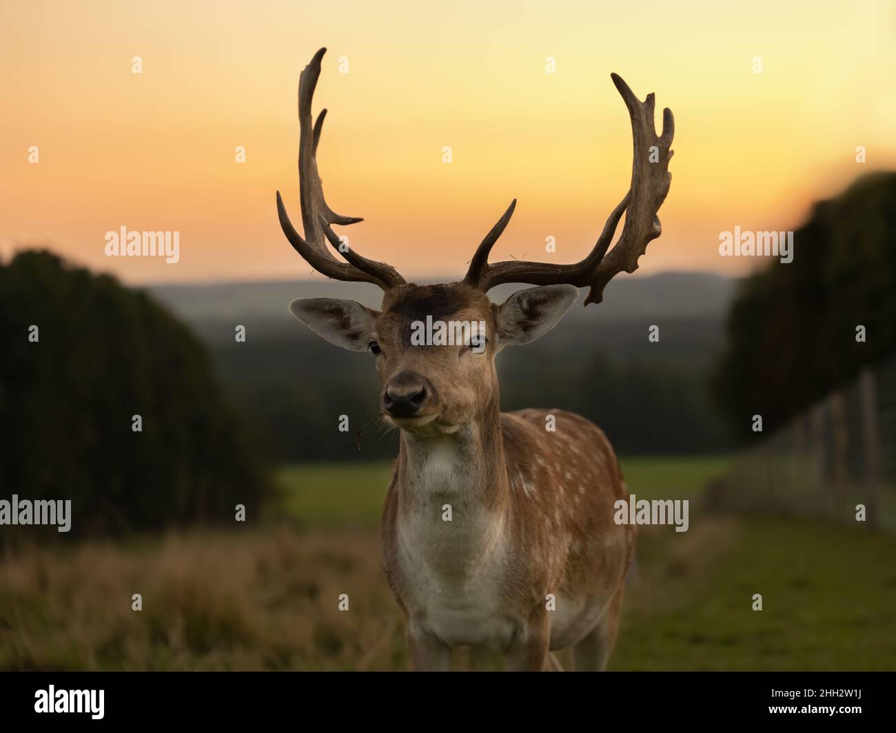 Cerf de barrage eurasien avec bois de palmate ramifié, avec un manteau brun rougeâtre à pois blancs au coucher du soleil Banque D'Images