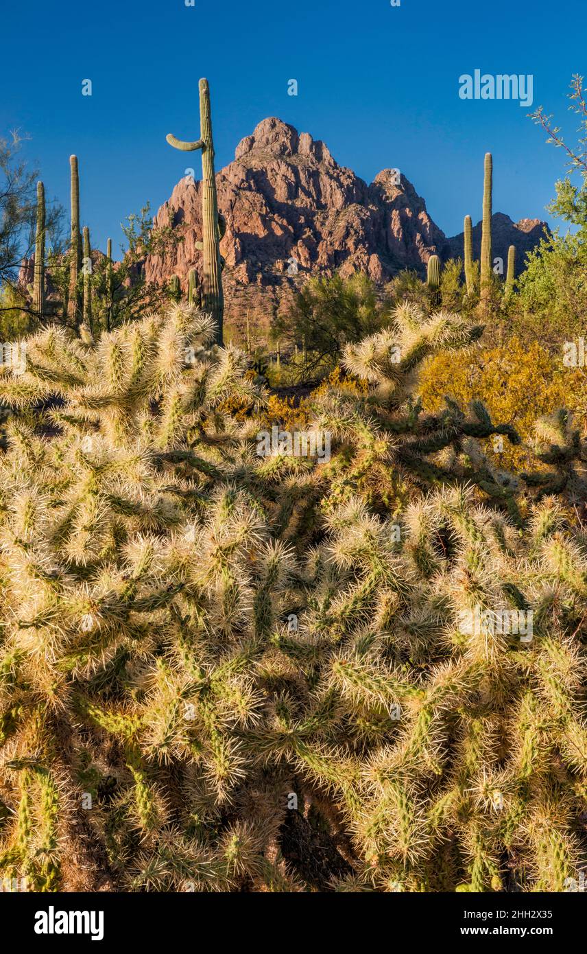 Ragged Top Mountain, Teddy Bear cholas, saguaro Forest, Silver Bell Mountains, Ironwood Forest National Monument, Arizona, États-Unis Banque D'Images