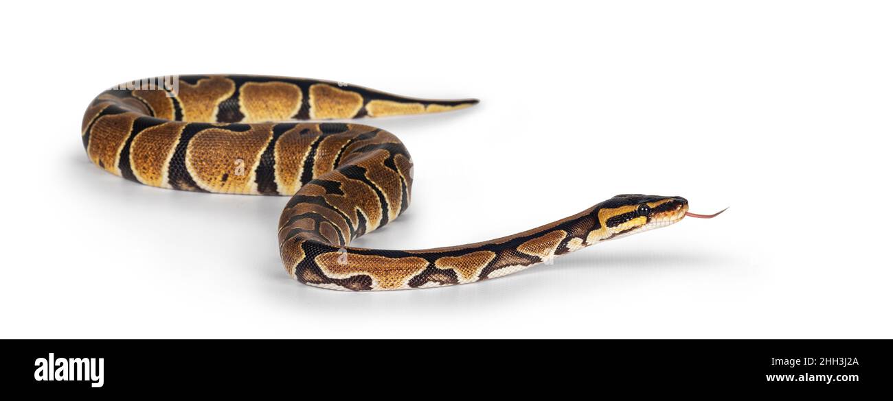 Bébé Ballpython ou serpent Python Regius, isolé sur fond blanc.Des couleurs presque dorées et un motif magnifique.Timon vers l'extérieur. Banque D'Images