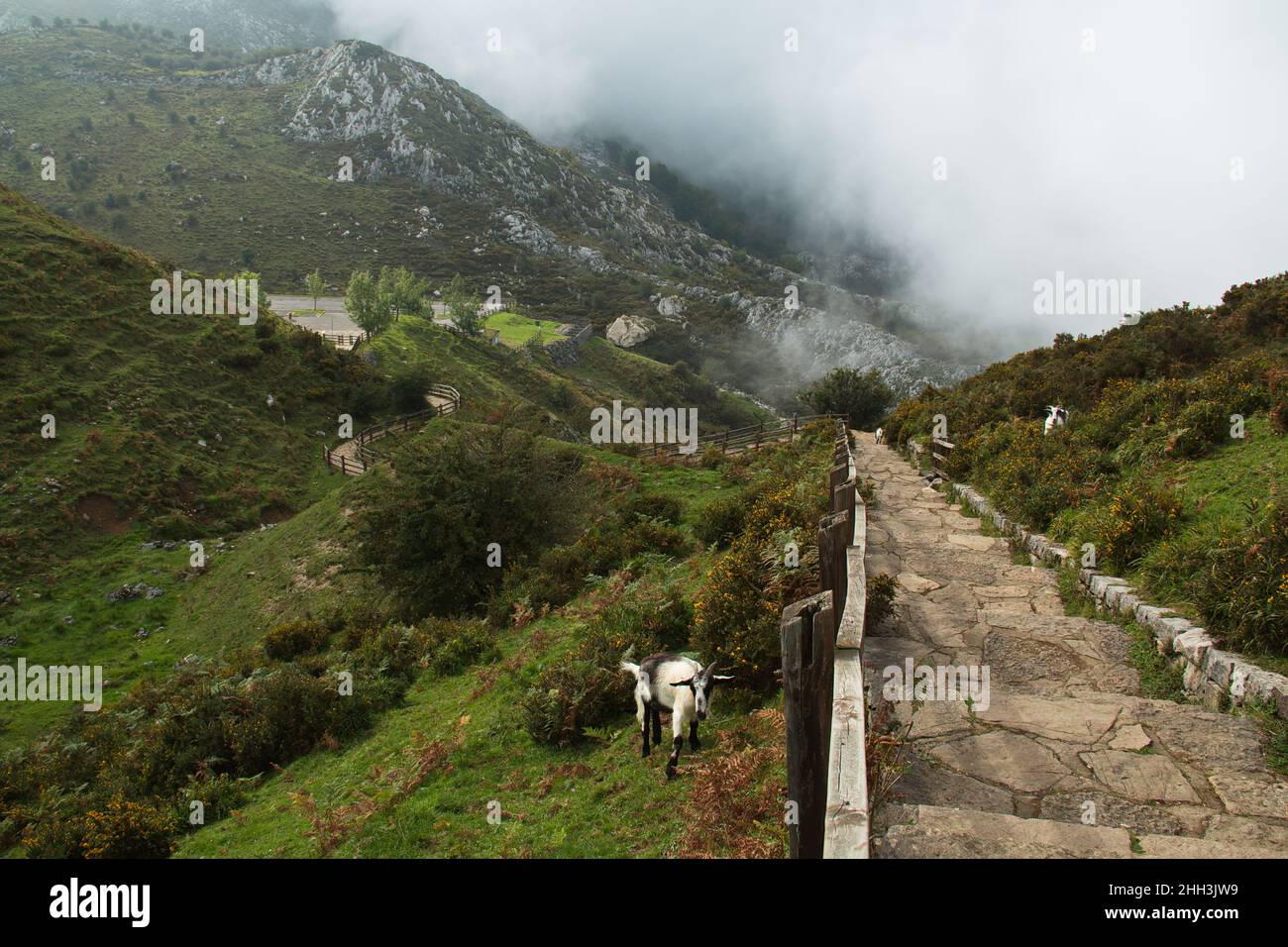 Chèvre à Lagos de Covadonga dans les Asturies, Espagne, Europe Banque D'Images