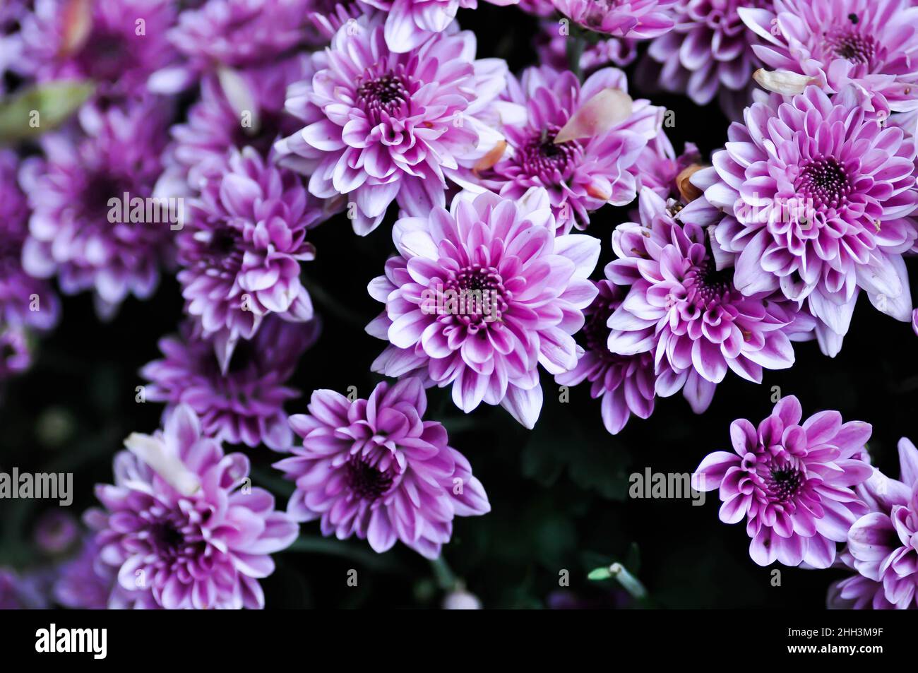 Chrysanthème, chrysanthème morifolium ou fleuristes mun ou Marguerite Banque D'Images