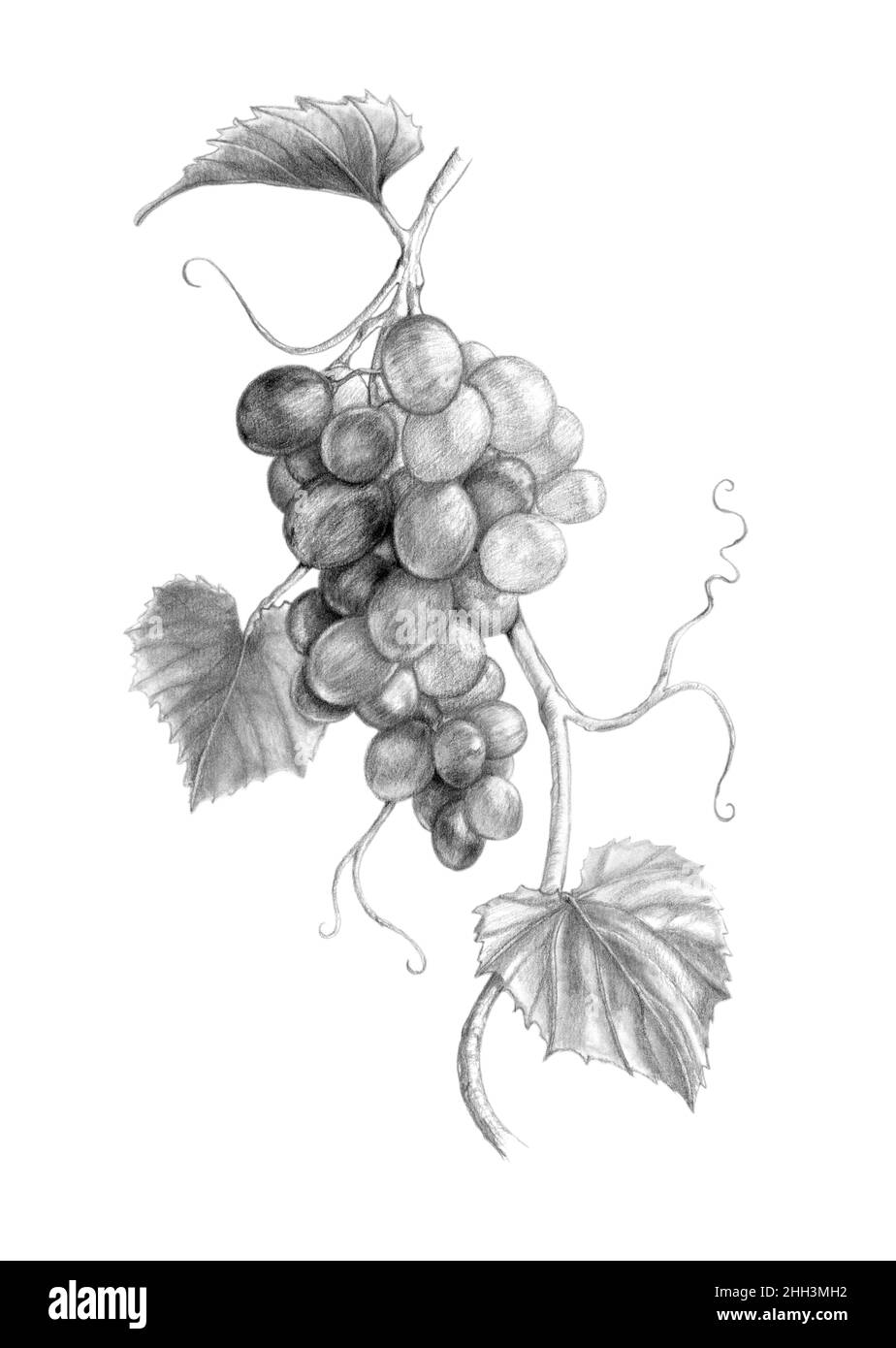 Branche de Grapevine avec des raisins et des feuilles.Illustration traditionnelle en graphite sur papier. Banque D'Images