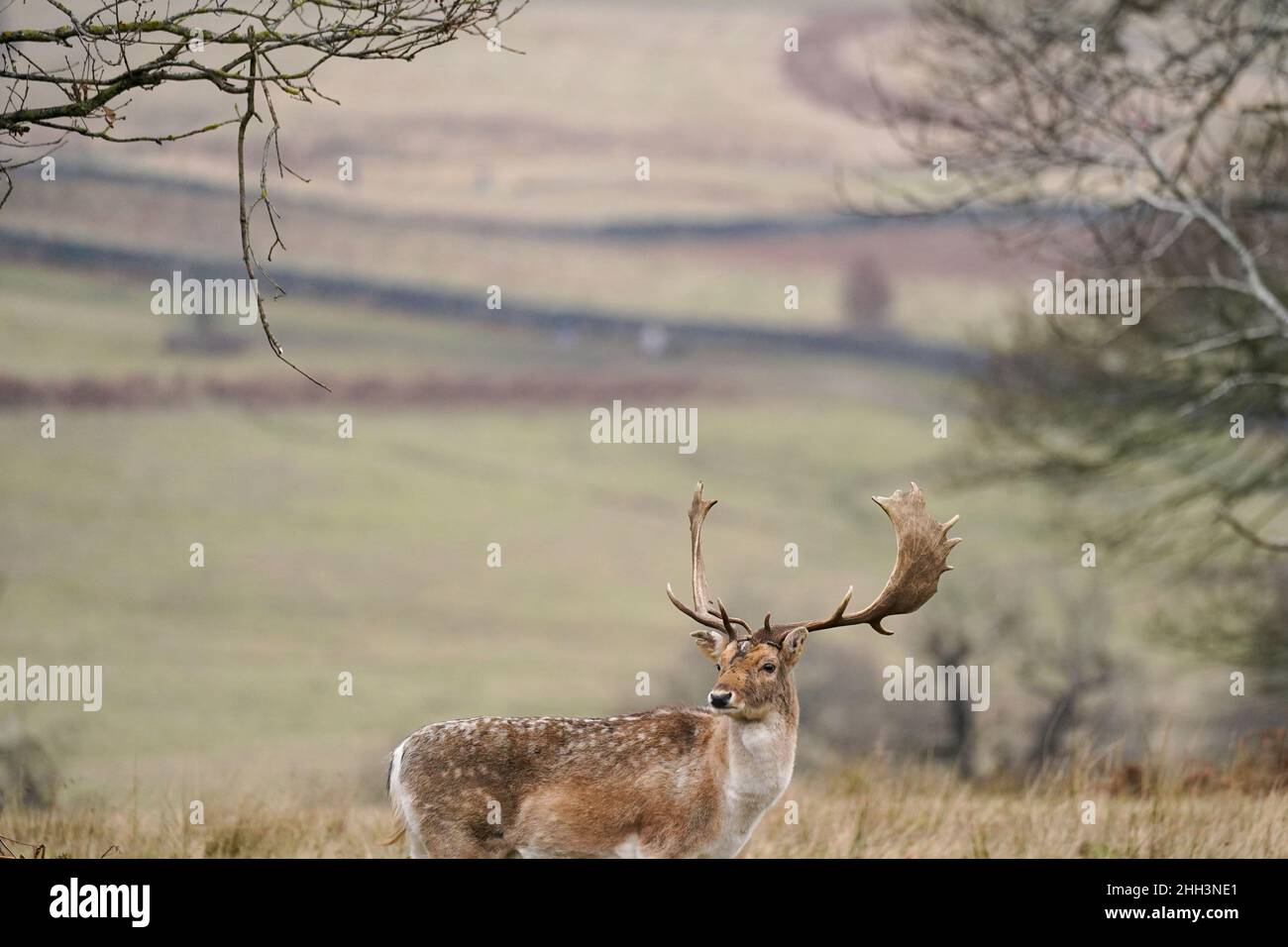 Le matin, on peut se fausser au Bradgate Park de Leicester par temps froid et nuageux.Date de la photo: Dimanche 23 janvier 2022. Banque D'Images