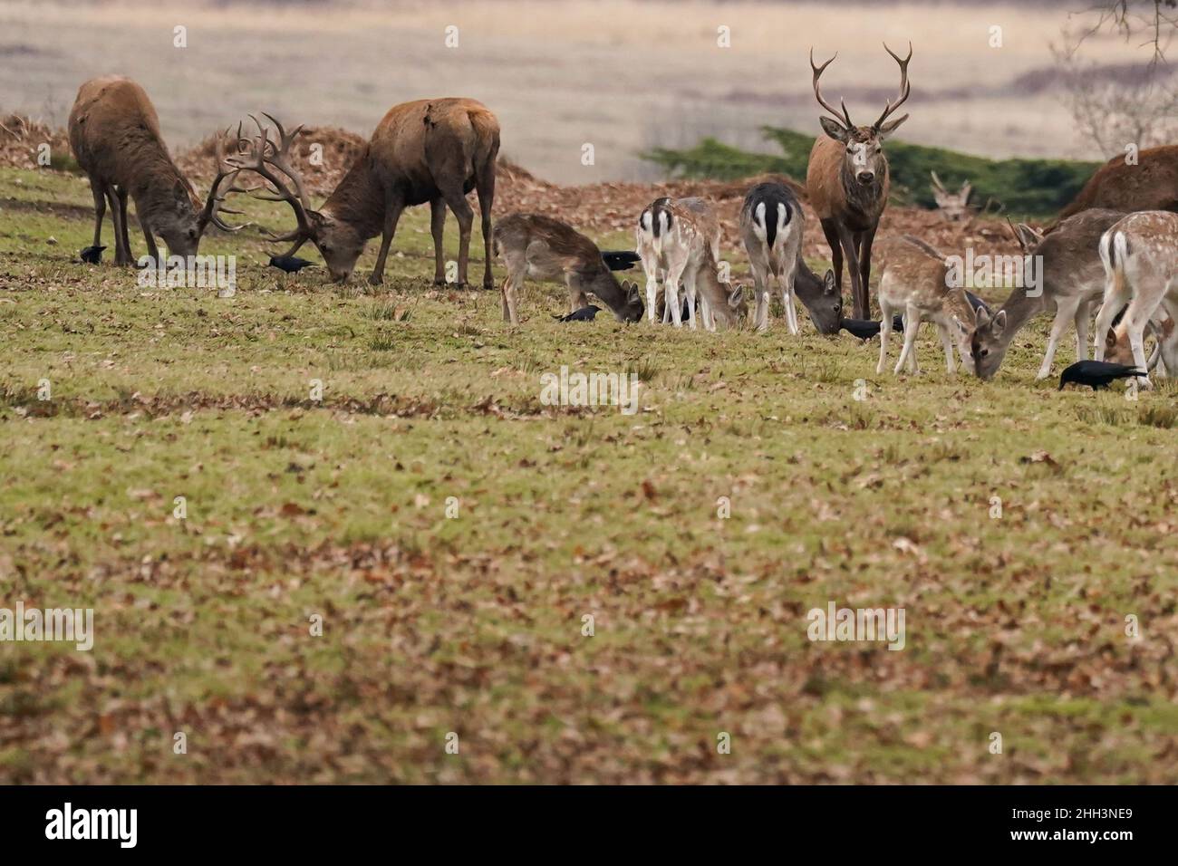 Cerf rouge et jachère au parc Bradgate à Leicester pendant une matinée froide et trouble.Date de la photo: Dimanche 23 janvier 2022. Banque D'Images