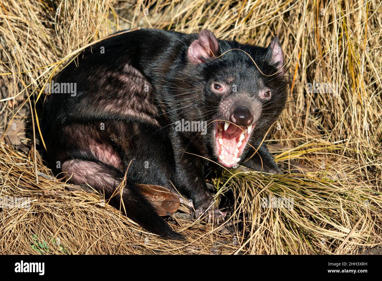 Diable de Tasmanie en herbe jaune à bouche ouverte Sarcophilus harrisii Banque D'Images