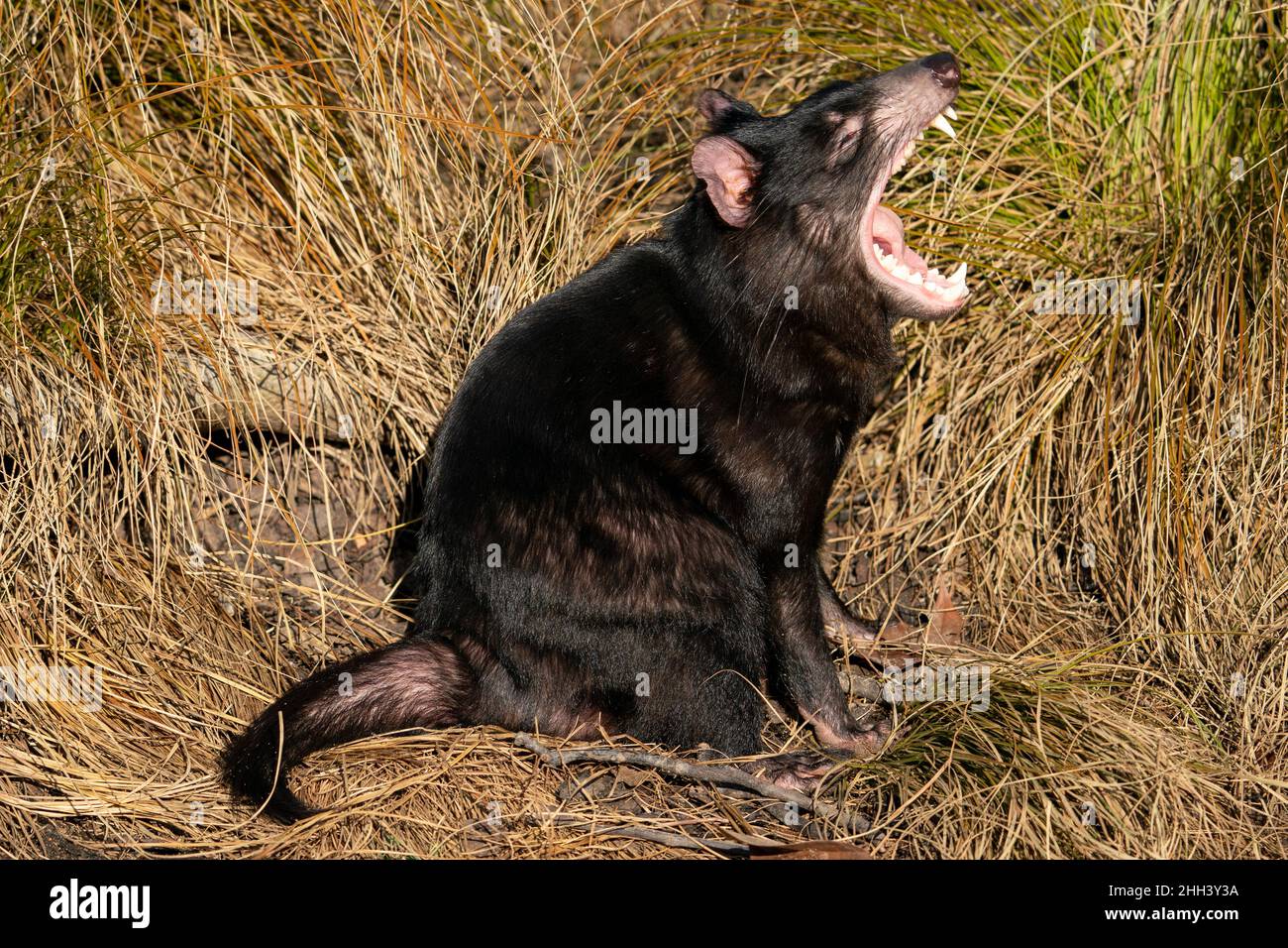 Diable de Tasmanie en herbe jaune à bouche ouverte Sarcophilus harrisii Banque D'Images