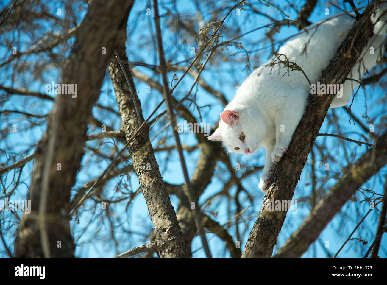 Chat blanc grimpant les branches d'un arbre lors d'une journée d'hiver ensoleillée contre un ciel bleu - attention sélective Banque D'Images