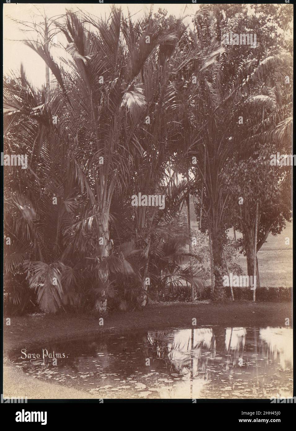 Sago Palms 1860s–70s Inconnu.Sago Palms 264589 Banque D'Images