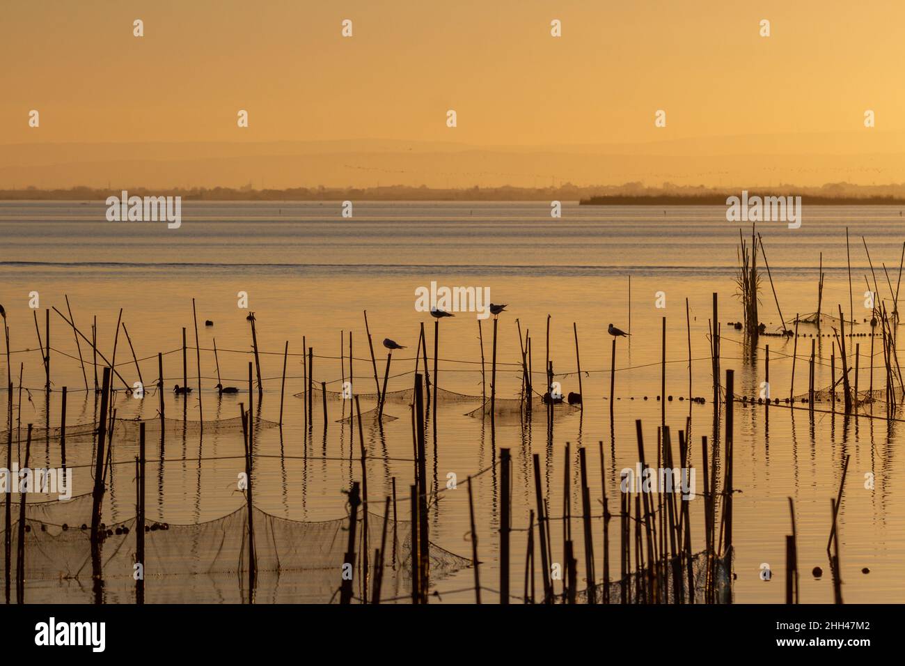 Mouettes perchées sur des poteaux de filets de pêche et des canards dans l'eau du lac Albufera de Valence pendant l'heure d'or du coucher du soleil Banque D'Images