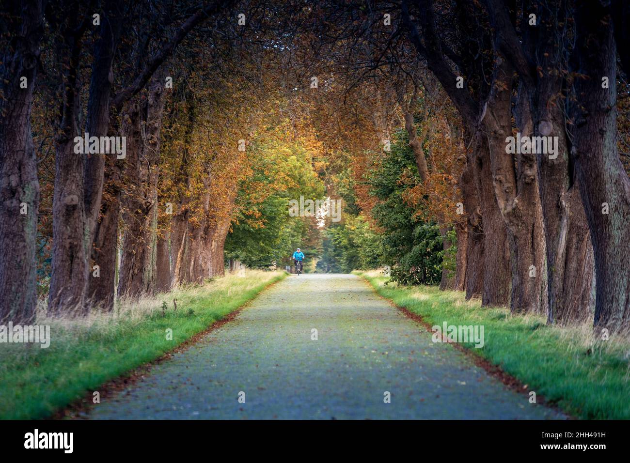 Ruelle bordée d'arbres près d'Anklam dans le Mecklembourg-Poméranie occidentale, Allemagne Banque D'Images
