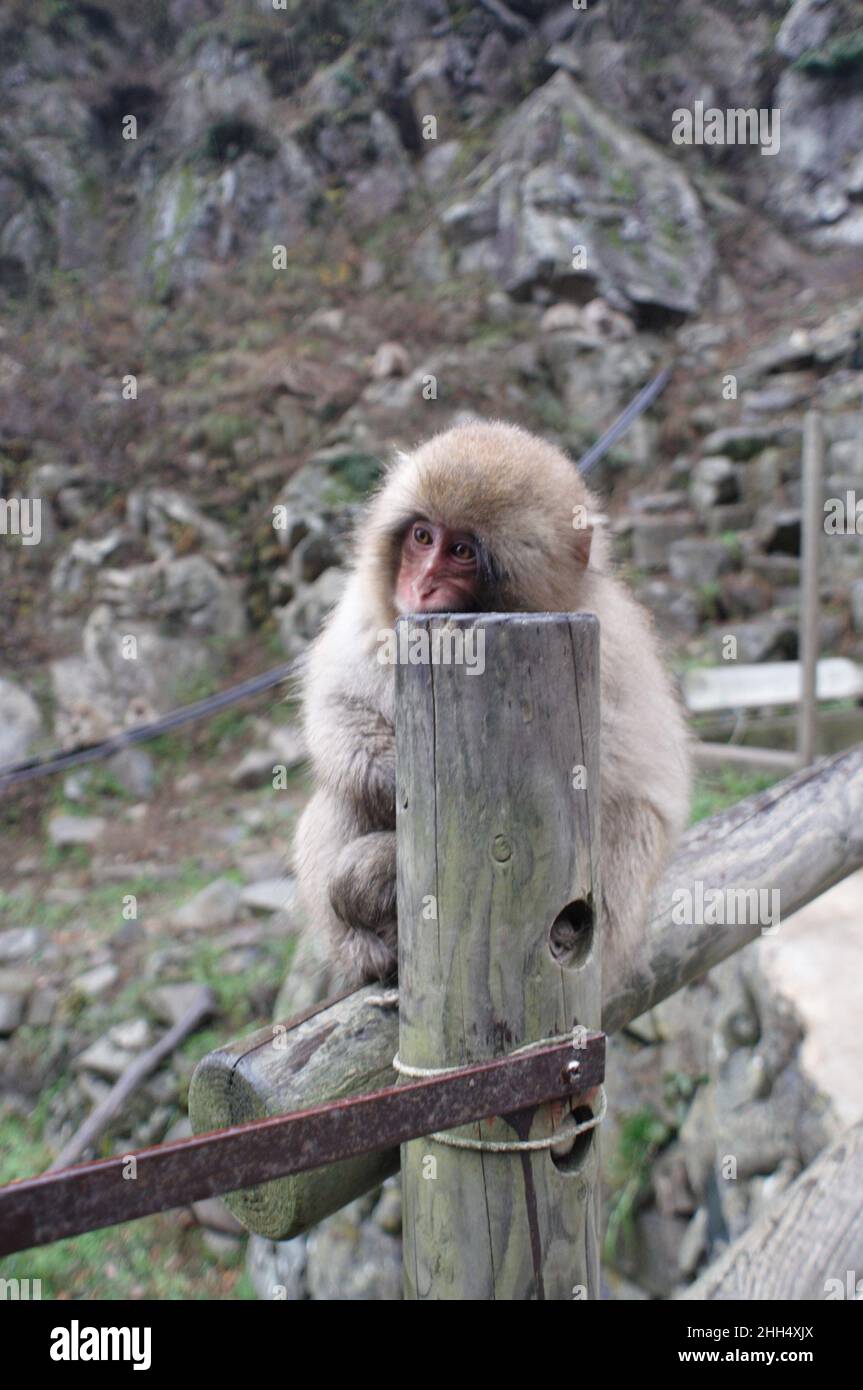 Un jeune singe-neige (macaque) attend patiemment le retour de sa mère au Parc des singes Jigokudani 地獄谷野猿公苑, Yamanouchi, Nagano, Japon. Banque D'Images