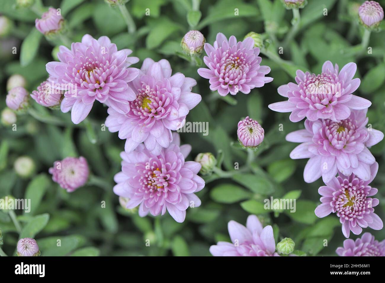 Jardin moins dur maman - petite chrysanthème (Chrysanthemum sp) floraison en automne Belgique Banque D'Images