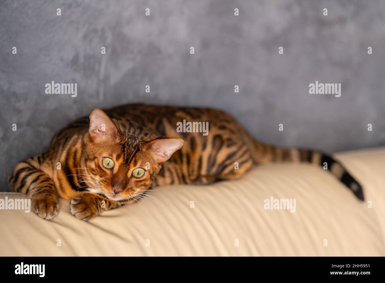 Le chat Bengale se trouve sur un fauteuil en cuir clair Banque D'Images