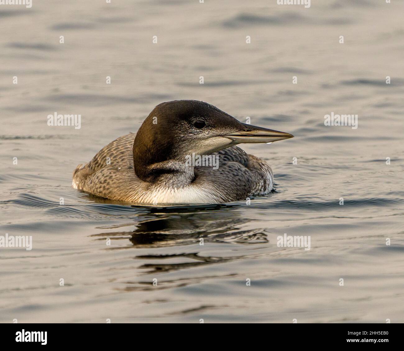 Loon commun jeunes oiseaux immatures vue rapprochée profil natation dans son environnement et son habitat environnant, montrant sa plume de stade en pleine croissance. Banque D'Images Loon commun jeunes oiseaux immatures vue rapprochée profil natation dans son environnement et son habitat environnant, montrant sa plume de stade en pleine croissance. Banque D'Images