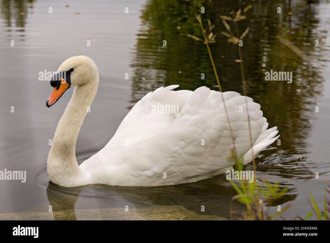 Swan Mute oiseau nageant avec des ailes blanches étendues avec fond d'eau dans son environnement et son habitat environnant.Portrait.Image.Image.Photo. Banque D'Images