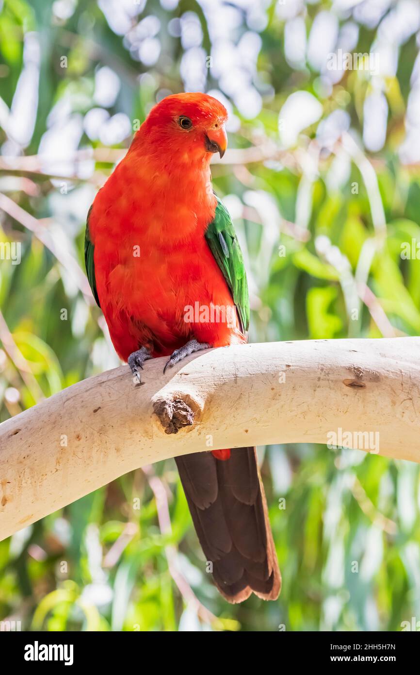 Percement du perroquet royal australien (Aosterus scapularis) sur une branche d'arbre Banque D'Images