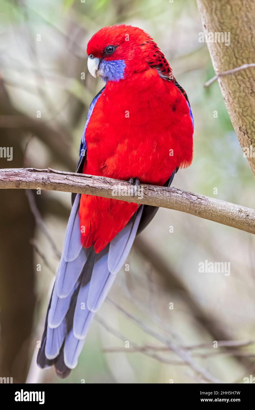 La rosella cramoisi (Platycercus elegans) perçant sur la branche de l'arbre Banque D'Images