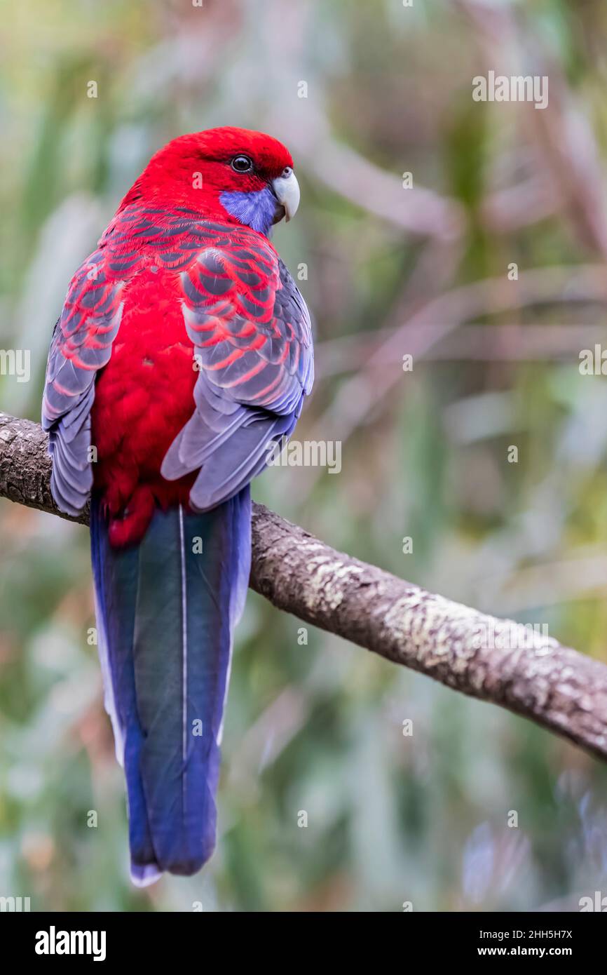 La rosella cramoisi (Platycercus elegans) perçant sur la branche de l'arbre Banque D'Images