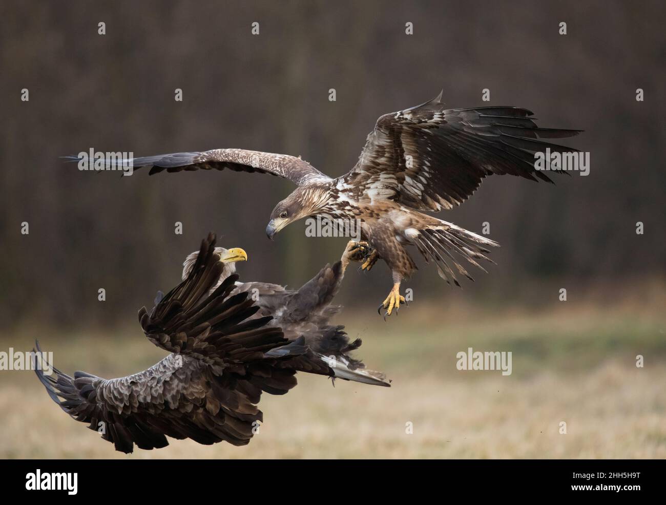 Deux aigles à queue blanche (Haliaeetus albicilla) luttant en plein air Banque D'Images