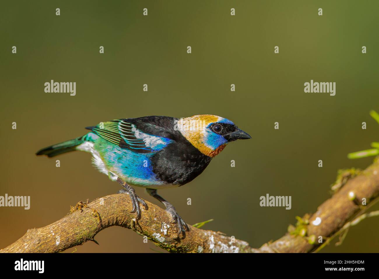 Tanager à capuchon doré (Tangara lar)vata) Banque D'Images