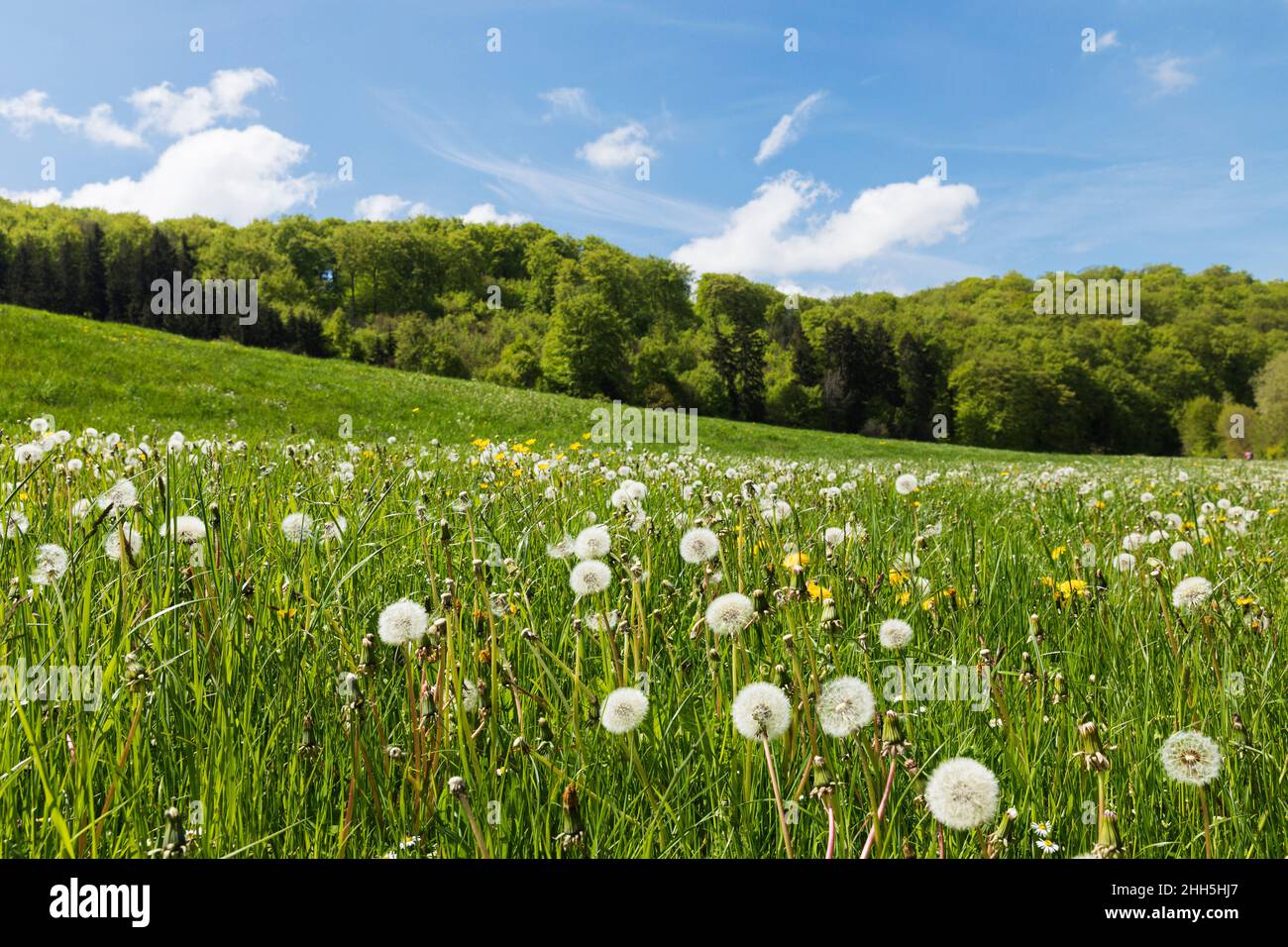 Prairie de fleurs sauvages avec pissenlits à Urft Valley Banque D'Images