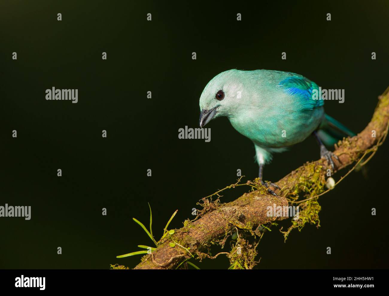 Blue-Gray Tanager (Thraupis episcopus) Banque D'Images