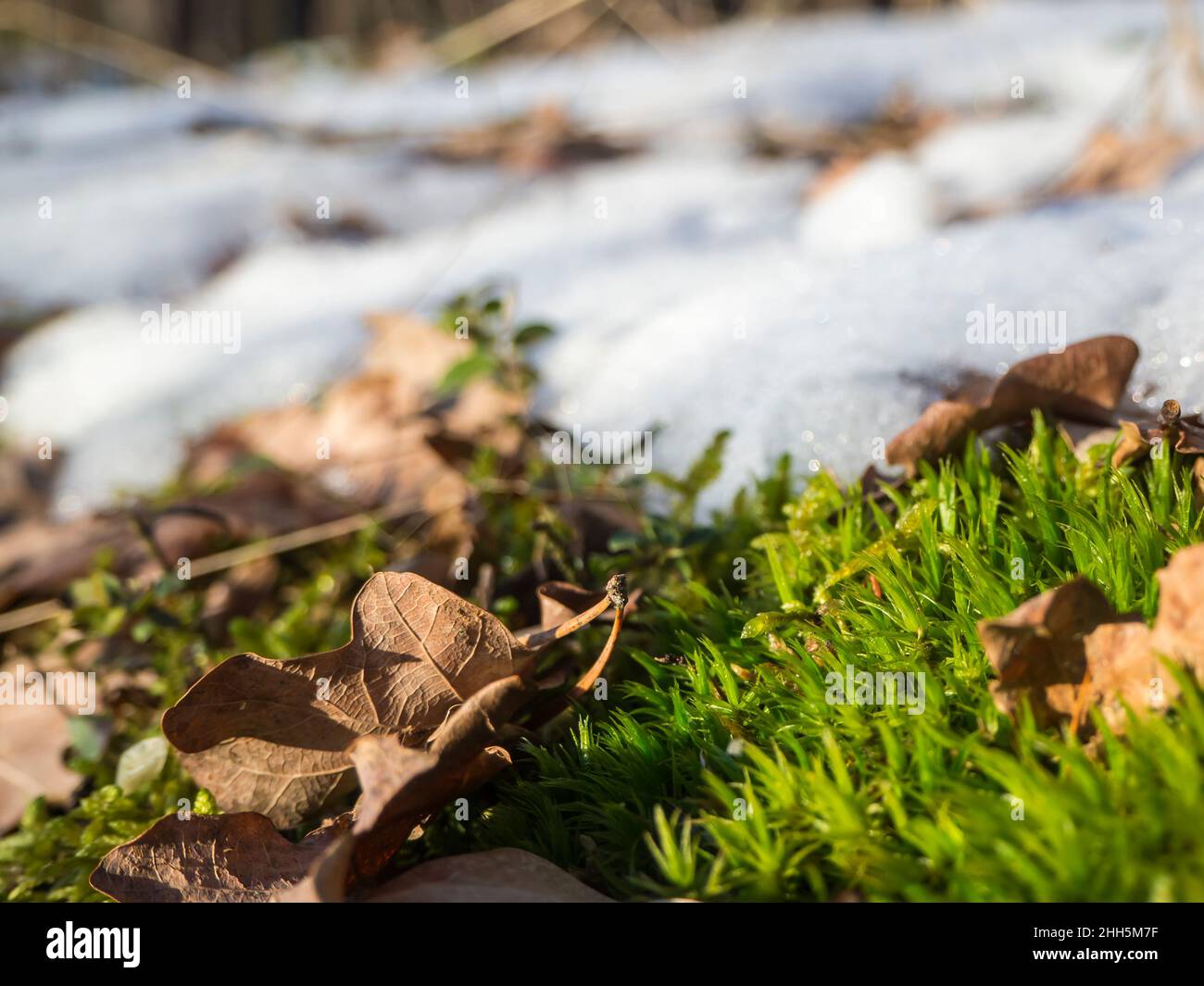 Feuilles tombées sur de la mousse enneigée Banque D'Images