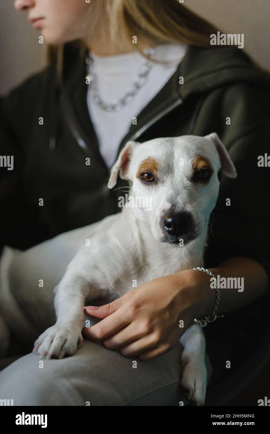 Chien handicapé reposant sur les genoux de la fille à la maison Banque D'Images