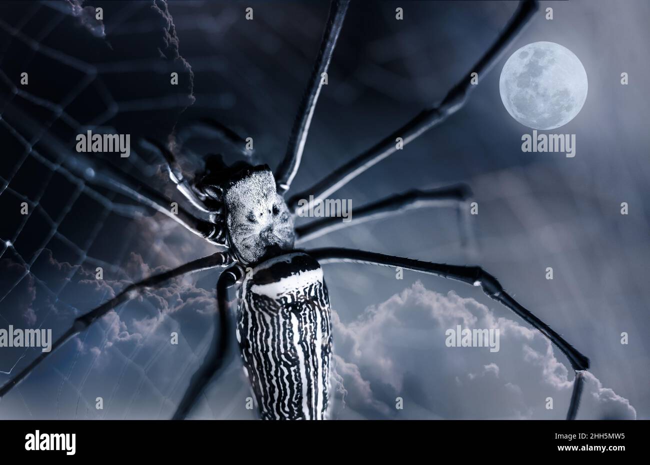 Arrière-plan de Halloween. Gros plan araignée sur toile d'araignée et magnifique ciel nocturne avec pleine lune. La lune prise avec mon propre appareil photo, aucune image de la NASA n'a été utilisée. Ou Banque D'Images